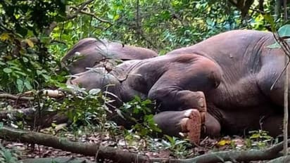 നാടന് വാറ്റ് കഴിച്ച് ഫിറ്റായി മയങ്ങി കാട്ടാനക്കൂട്ടം; ചെണ്ട കൊട്ടി ഉണര്ത്തി വനംവകുപ്പ്