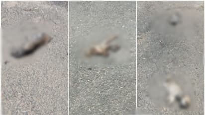 'കുരച്ച് ബഹളമുണ്ടാക്കി നായ്ക്കുട്ടികൾ', ഉറക്കം പോയതോടെ പെട്രോൾ ഒഴിച്ച് തീയിട്ട് കൊന്ന് യുവതികൾ, കേസ്