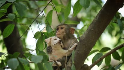 तेरे जैसा यार कहां: पिल्ले को अपनी गोद में लेकर डालियों पर जम्प मारता दिखा ये बंदर, देखें मजेदार PHOTOS