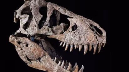 ಕೋಟ್ಯಾಂತರ ಮೊತ್ತಕ್ಕೆ ಹರಾಜಾಗಲಿದೆ ಈ ತಲೆಬುರುಡೆ..!