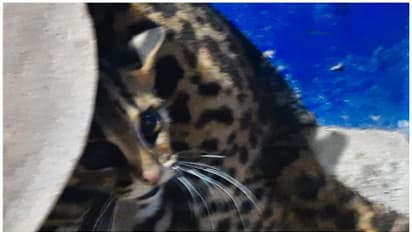 വീട്ടിനുള്ളിൽ കയറിയത് പുലിയെന്ന് നാട്ടുകാർ; വനപാലകരെത്തിയതോടെ പുലി 'പൂച്ച'യായി