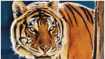 പ്രഭാത സവാരിക്കിറങ്ങിയ യുവാവ് കടുവയെ കണ്ട് ഭയന്ന്, ഹൃദയാഘാതം വന്ന് മരിച്ചു