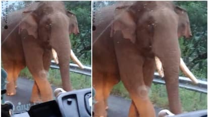 ആനവണ്ടിയായാലും വിടമാട്ടേന്; കെഎസ്ആര്ടിസി ബസ് നടുറോഡില് റോഡില് തടഞ്ഞിട്ട് ഒന്നരക്കൊമ്പന്