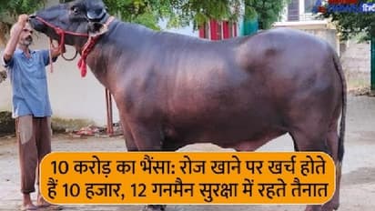 इस भैंसे की कमाई के आगे डॉक्टर और इंजीनियर भी फेल, मालिक को हर महीने कमाकर देता है 12 लाख