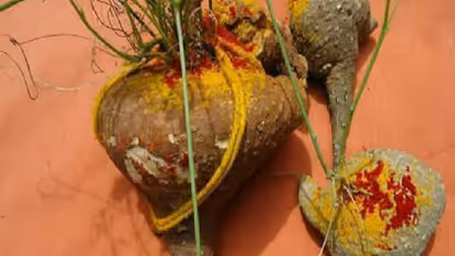 குடும்பத்தின் மீது கண் திருஷ்டி விழாமல் பாதுகாக்கும் ஆகாச கருடன் கிழங்கு- முழு பலன்கள் இதோ..!!