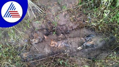 ಉರುಳಿಗೆ ಸಿಲುಕಿ ಹೆಣ್ಣು ಹುಲಿ ಸಾವು: ಕೊಳೆತ ಸ್ಥಿತಿಯಲ್ಲಿ ಕಳೇಬರ ಪತ್ತೆ