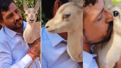 मानवता को सलाम : जान बचाने वाले शख्स की गोद में फूट-फूटकर रोई गर्भवती हिरण, जिसने भी देखा वीडियो आ गए आंसू