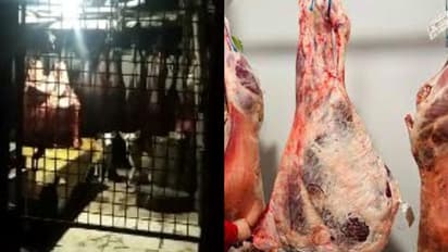 കടയിൽ വിൽക്കാൻ സൂക്ഷിച്ച ഇറച്ചിയിൽ കടിച്ച് തെരുവ് പട്ടികൾ, പ്രതിഷേധവുമായി നാട്ടുകാർ, സംഭവം തൃശൂരിൽ -വീഡിയോ