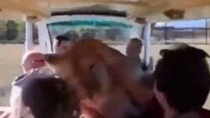 ടൂറിസ്റ്റുകള് സഞ്ചരിക്കുന്ന തുറന്ന വാഹനത്തിലേക്ക് പാഞ്ഞുകയറി സിംഹം; വീഡിയോ...