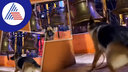 ದೇಗುಲದಲ್ಲಿ ಪೂಜೆ ವೇಳೆ ಗಂಟೆ ಬಾರಿಸುವ ಶ್ವಾನ... ವಿಡಿಯೋ ವೈರಲ್