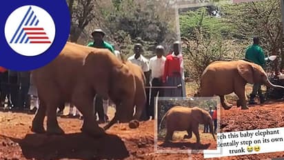 ಅಯ್ಯಯ್ಯೋ... ಓಡುವ ಭರದಲ್ಲಿ ತನ್ನದೇ ಸೊಂಡಿಲಿನ ಮೇಲೆ ಕಾಲಿಟ್ಟ ಮರಿಯಾನೆ: ವಿಡಿಯೋ