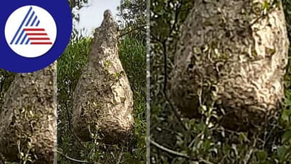 ಹೊಲಕ್ಕೆ ಹೋಗುವ ರೈತರನ್ನು ಸಾಯಿಸುವ ಕಣಜ ಹುಳು