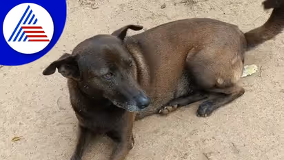 ಕಾಡಿನಲ್ಲಿ ನಾಪತ್ತೆಯಾಗಿದ್ದ ಮಾಲೀಕನ ಹುಡುಕಿಕೊಟ್ಟ ಸಾಕು ನಾಯಿ ಟಾಮಿ!