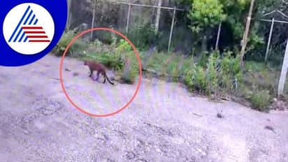 ಕೆಆರ್ಎಸ್ನಲ್ಲಿ ಚಿರತೆ ಕಾರ್ಯಾಚರಣೆ ಸ್ಥಗಿತ, ಬೃಂದಾವನಕ್ಕಿಲ್ಲ ಪ್ರವೇಶ