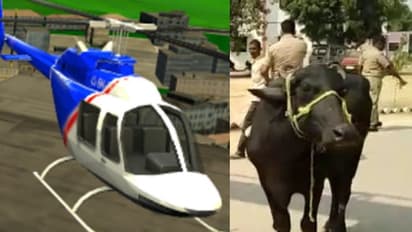 आसमान में उड़ा हैलीकॉप्टर और नीचे बंधी भैंस की सदमे में मौत, पायलट के खिलाफ थाने में दर्ज शिकायत