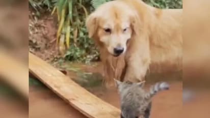 തോട്ടില് അകപ്പെട്ട പൂച്ചക്കുട്ടിയെ സഹായിക്കുന്ന നായ; വൈറലായി വീഡിയോ