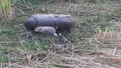 दरभंगा के खेत में पड़ा मिला गिद्ध, शरीर पर लगी डिवाइस को देख ग्रामीणों में दहशत, पुलिस कर रही जांच