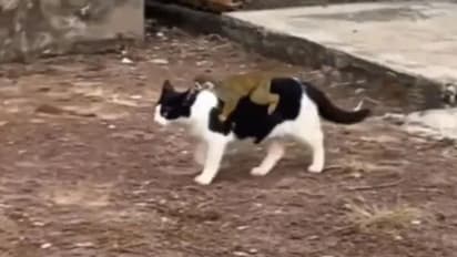 'ഇതെന്താണ് ടാക്സി സര്വീസോ?'; രസകരമായ വീഡിയോ വൈറലാകുന്നു