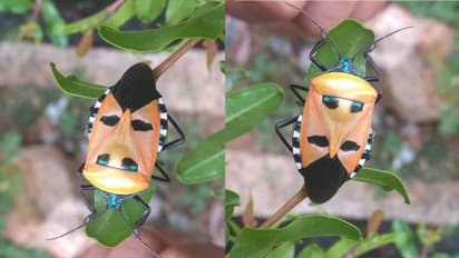 ಕುತೂಹಲ ಹುಟ್ಟಿಸಿದ 'ಹಿಟ್ಲರ್ ಕೀಟ': ಮನುಷ್ಯನ ಮುಖದ ಹೋಲಿಕೆ