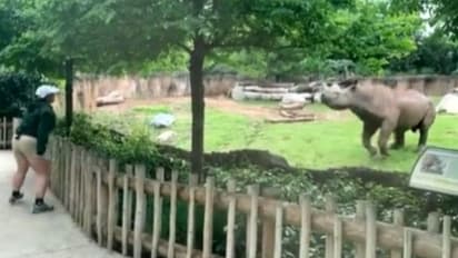 വേലിക്കെട്ടിന് പുറത്തു നില്ക്കുന്ന പരിപാലകയെ കണ്ട് സന്തോഷം കൊണ്ട് തുള്ളിച്ചാടുന്ന കാണ്ടാമൃഗം; വീഡിയോ