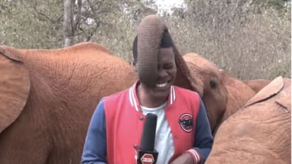 ലൈവ് റിപ്പോർട്ടിങ്ങിനിടെ ആനയുടെ കുസൃതി; വൈറലായി വീഡിയോ