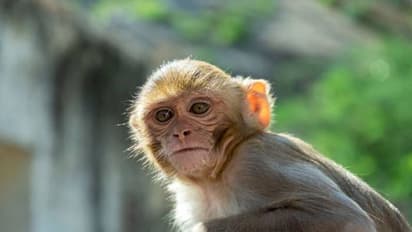 ಕನಸಿನಲ್ಲಿ ಕೋತಿ:  ಜ್ಯೋತಿಷ್ಯ ಶಾಸ್ತ್ರ ಏನ್ ಹೇಳುತ್ತೆ?