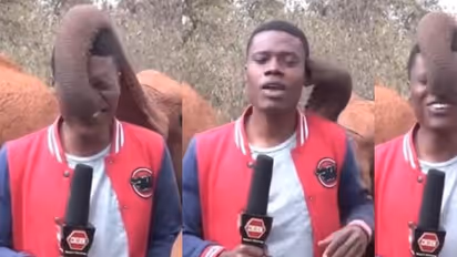 ಸೊಂಡಿಲಿನಿಂದ ಪತ್ರಕರ್ತನ ಕಿವಿಹಿಂಡಿ ಮೂಗೆಳೆದ ಆನೆಮರಿ