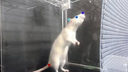 സംഗീതത്തിനൊപ്പം താളം പിടിക്കാൻ എലികൾക്കും സാധിക്കുമെന്ന് പുതിയ പഠന റിപ്പോർട്ട്