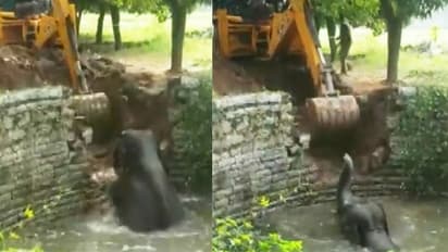 అయ్యో పాపం.. చిత్తూరులో ప్రమాదవశాత్తు బావిలో పడిన ఏనుగు.. కాపాడిన అటవీశాఖ అధికారులు