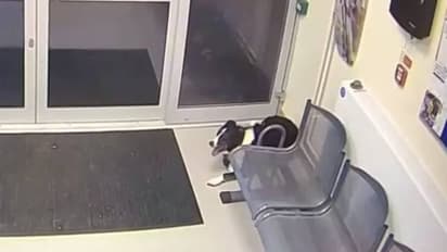 പടക്കം പൊട്ടുന്നത് കേട്ട് പേടിച്ചു, നായ നേരെ പോയത് പൊലീസ് സ്റ്റേഷനിലേക്ക്