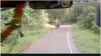 ചക്കകൊമ്പനും മുട്ടവാലനും: ഇടുക്കിയിലെ ജനവാസമേഖലകളിൽ വീണ്ടും കാട്ടുകാെമ്പൻമാർ ഇറങ്ങി, തുരത്തി വനംവകുപ്പ്