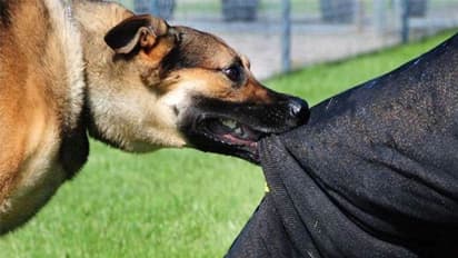 വൈദ്യുതി ബിൽ കുടിശ്ശിക 3.75 ലക്ഷം, ചോദിക്കാനെത്തിയ ജീവനക്കാർക്കുനേരെ പട്ടികളെ അഴിച്ചുവിട്ടു, ഭീകരാന്തരീക്ഷം!