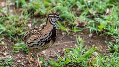 கோவை வனக்கோட்டத்தில் பறவை & பட்டாம்பூச்சிகள் கணக்கெடுப்பு! 228 இனங்களில் 170 இனங்கள் இருப்பதாக தகவல்!