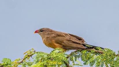 ದೇಶದಲ್ಲಿ 78 ರೀತಿಯ ಪಕ್ಷಿಗಳು ಪತ್ತೆ: ಇಷ್ಟೊಂದು ವೈವಿಧ್ಯತೆ ಭಾರತದಲ್ಲಿ ಮಾತ್ರ