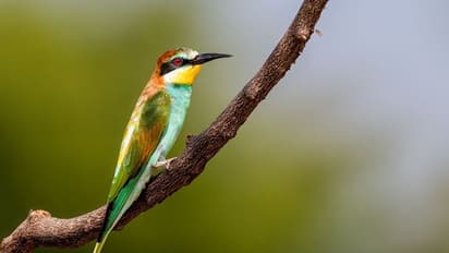 இந்த '3' பறவைகள் உங்கள் வீட்டிற்கு வந்தால் அதிர்ஷ்டத்தின் கதவு திறக்கும்!!