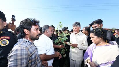 పత్తిపంటను పరిశీలించిన చంద్రబాబు .. నకిలీ విత్తనాలపై సీరియస్