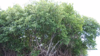 Explanation: ஜி20 மாநாட்டில் முக்கியத்துவம் பெற்ற சதுப்பு நிலக்காடு எவ்வாறு இயற்கை அழிவுகளை  பாதுகாக்கிறது?  