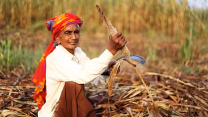 Millet: Why this Indian superfood is a 'smart' choice for the world