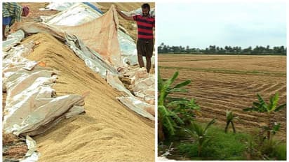 കുട്ടനാട്ടെ കര്‍ഷകരെ വീണ്ടും വഞ്ചിച്ച് സര്‍ക്കാര്‍. നെല്ല് സംഭരിച്ച് ഒന്നരമാസം കഴിഞ്ഞിട്ടും പണം നൽകിയില്ല