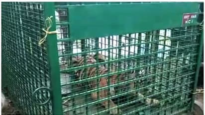 മീനങ്ങാടിയിൽ നാട്ടിലിറങ്ങി ഭീതി സൃഷ്ടിച്ച കടുവ ഒടുവിൽ കൂട്ടിലായി 