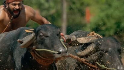 ബോക്സ് ഓഫീസില്‍ വിസ്‍മയമായി, ഇനി 'കാന്താര' ഒടിടിയിലേക്ക്