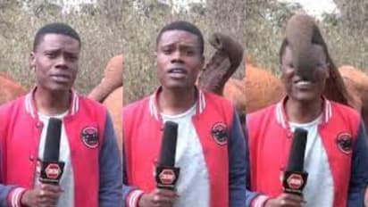 4 ദശാബ്ദത്തിനിടെയുണ്ടായ വലിയ വരള്ച്ച; റിപ്പോര്ട്ട് ചെയ്യാനെത്തിയ മാധ്യമ പ്രവര്ത്തകനെ കുസൃതി കാട്ടി കാട്ടാന