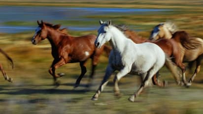 കാട്ടുകുതിരകള്ക്കൊപ്പം ഓടിപ്പോയിട്ട് 8 വര്ഷം; ഉടമയെ തേടിയെത്തി വളര്ത്തുകുതിര