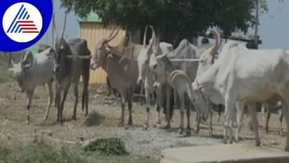 ರೈತನ ಬದುಕನ್ನೇ ಬರ್ಬಾದ್ ಮಾಡಿದ ಲಂಪಿಸ್ಕಿನ್ ರೋಗ: ಬಂದಷ್ಟು ಬೆಲೆಗೆ ಎತ್ತು ಮಾರಾಟ ಮಾಡುತ್ತಿರುವ ಅನ್ನದಾತ..!