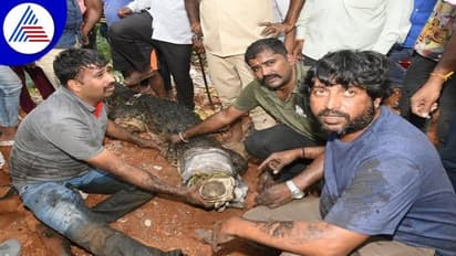 ಕೊನೆಗೂ ಬಲೆಗೆ ಬಿದ್ದ ಮೊಸಳೆ: ನಿಟ್ಟುಸಿರು ಬಿಟ್ಟ ಮೈಸೂರಿನ ಜನತೆ..!