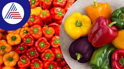 ಬಣ್ಣ ಮಾತ್ರವಲ್ಲ ರುಚಿಯಲ್ಲೂ ಭಿನ್ನತೆ ಹೊಂದಿದೆ ಡೊಳ್ಳು ಮೆಣಸು