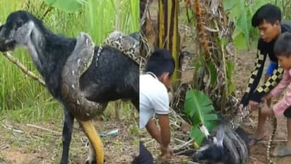 ആടിനെ ചുറ്റിവരിഞ്ഞ് പെരുമ്പാമ്പ്, തലയും വാലും പിടിച്ച് രക്ഷിച്ചെടുത്ത് മൂന്ന് കുട്ടികൾ