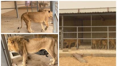 സൗദി അറേബ്യയില്‍ സിംഹങ്ങളെ വളര്‍ത്തിയ ഒരാള്‍ കൂടി അറസ്റ്റില്‍