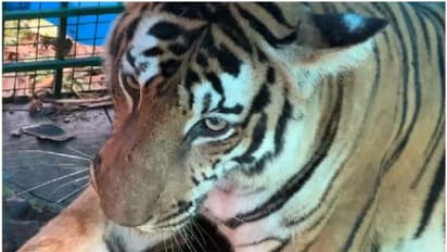 అనంతపురంలో విషాదం: పొలానికి వెళ్తున్న రైతుపై పులి దాడి, మృతి