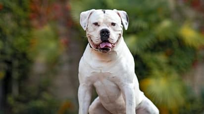 ഗുരുഗ്രാമില് 11 വിദേശ നായ ഇനങ്ങളെ വളര്ത്തുന്നത് നിരോധിച്ചു